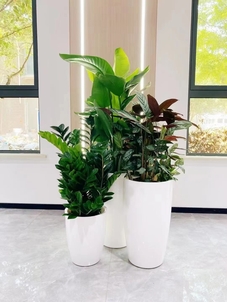 江北绿化养护哪家好